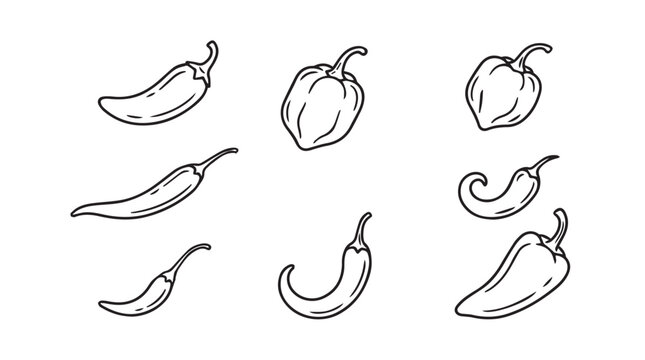 Variety of hand-drawn chili pepper icons in a collection with vegetable illustration collection agriculture culinary ingredient botanical seasoning capsicum solanaceae