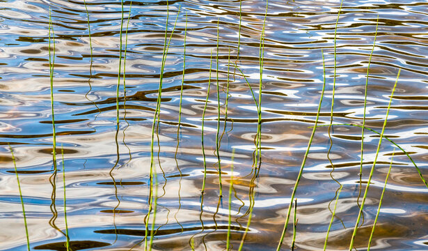 Canada, BC, Bowron Lakes Provincial Park.  Water ripples and reeds in swan Lake.