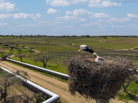 Albernoa, Portugal - 17 March 2026: Aerial view of storks in a large nest overlooking vast vineyards and olive groves under a cloudy blue sky.