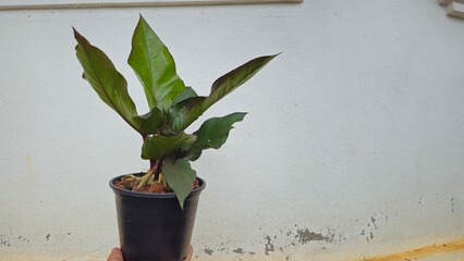 Hand Holding Green Potted Houseplant Against White Wall Background. Young Philodendron plant in a black plastic pot held by hand. Alocasia Princess Jukala © phengsstst