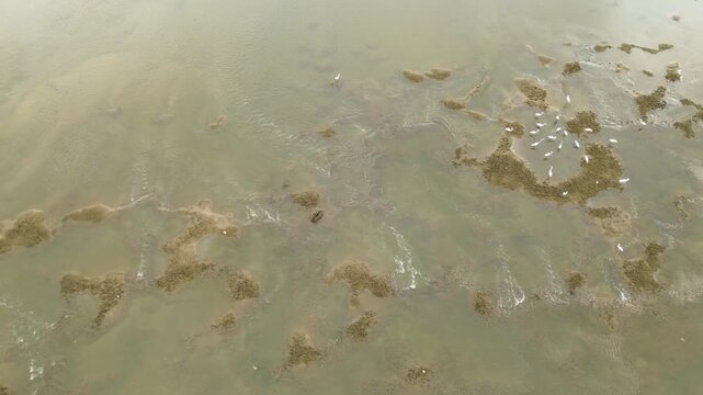 A group of white egrets foraging for food in shallow sea waters