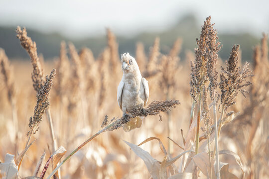 Long-billed corella or Cacatua tenuirostris flying over the countryside of Warrell View in Queensland.
