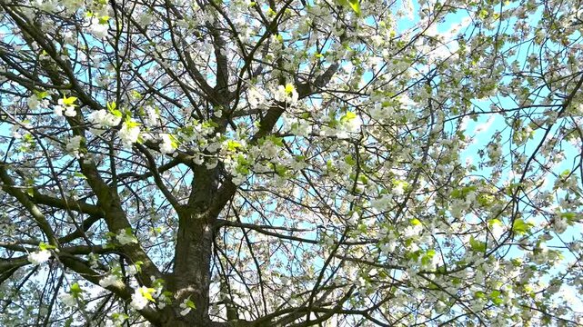 Right to left panning video shot of blooming white cherry tree branches, circular camera movement in a spring orchard