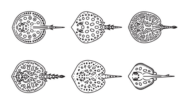 Set of stingray illustrations in various poses with hand drawn line art black and white sea life aquatic life marine life pectoral fins gill slits bottom feeder stingray wildlife minimalist