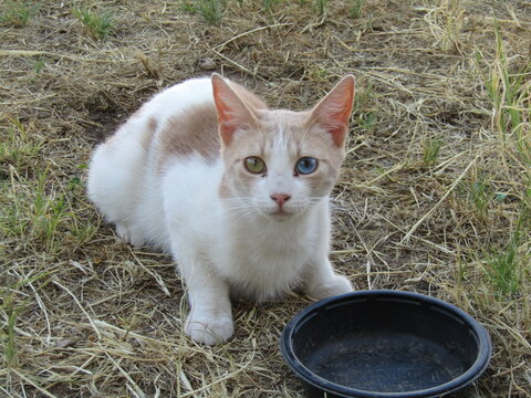 Feral Cat with one eye blue color, another eye green color