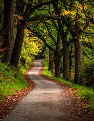 Fototapeta premium A serene autumnal road surrounded by trees