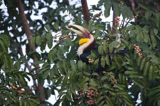 A splash of color in the canopy. Watching this Wreathed Hornbill enjoy its morning feast