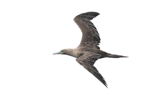 Red-footed Booby isolated on white backgroung, Red feet, blue beak, and a whole lot of personality
