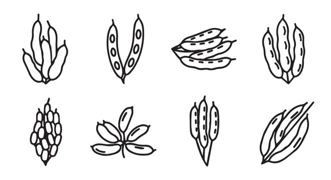 Legume pods line art collection: peas beans soy with vegetable agriculture botanical illustration culinary nutrition carbohydrate