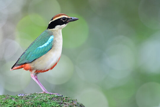 Fairy pitta, Pitta nympha making its belly round when facing invading photographers around