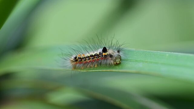 Small insect larva resting on leaf in soft green background