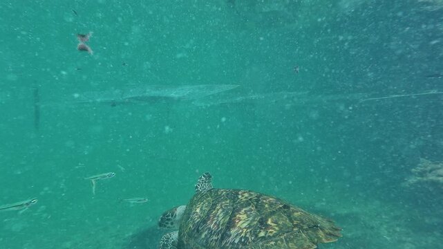 underwater perspective of big sea turtles in their natural habitat, swiming in pristine turquoise waters in a vibrant display of marine biodiversity