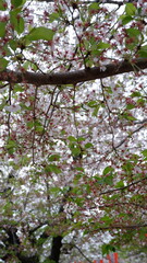 Fototapeta premium White cherry blossom flowers blooming on tree branches in spring season. Delicate sakura petals with natural background, floral photography, Japanese nature scenery, and fresh botanical concept. 