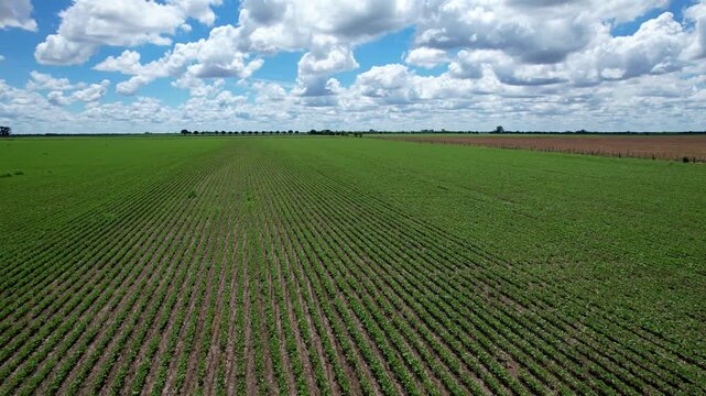 Drone movement from right to left over a recently planted soybean field showing green furrows converging in a vast flat fertile region of the Argentine agroindustrial area