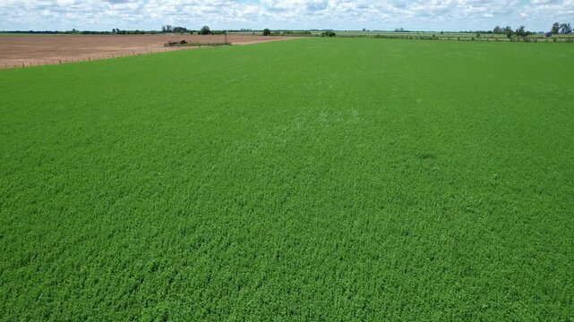 Drone flyover starting top-down over a vibrant green alfalfa field moving in the wind, slowly tilting camera up to reveal a vast rural horizon and cloudy sky in the Argentine pampas