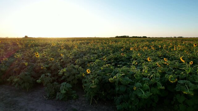 Slow forward movement at ground level over fertile industrial sunflower crops during golden hour showing high yield land for export in the Argentine agroindustrial region
