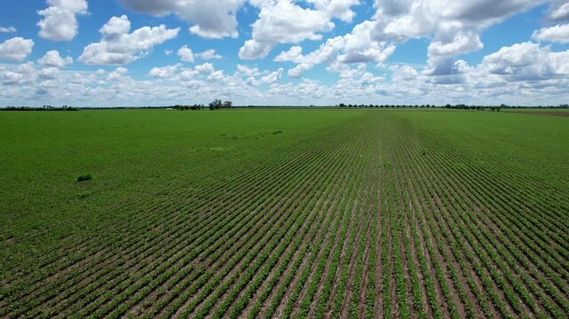 Drone movement from left to right over a recently planted soybean field showing green furrows converging in a vast flat fertile region of the Argentine agroindustrial area