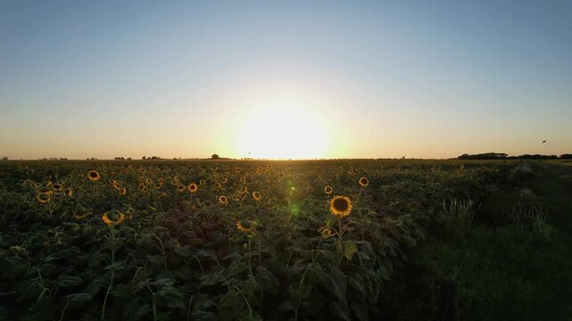Slow forward camera movement over industrial sunflower crops during golden hour showing vibrant yellow petals, insects, birds and fertile land in the Argentine agroindustrial region