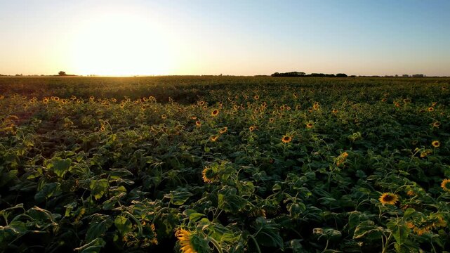 Slow forward camera movement at ground level over fertile sunflower crops during golden hour showing industrial land for export in the Argentine agroindustrial region
