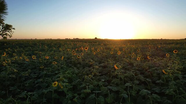 Slow forward camera movement starting near trees over industrial sunflower crops during golden hour showing vibrant yellow petals and fertile land in the Argentine agroindustrial region