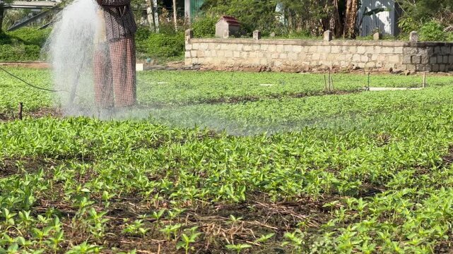 A farmer sprays water evenly over planted crop rows using a hose while standing beside organized garden beds in a cultivated vegetable growing area. Garden irrigation.