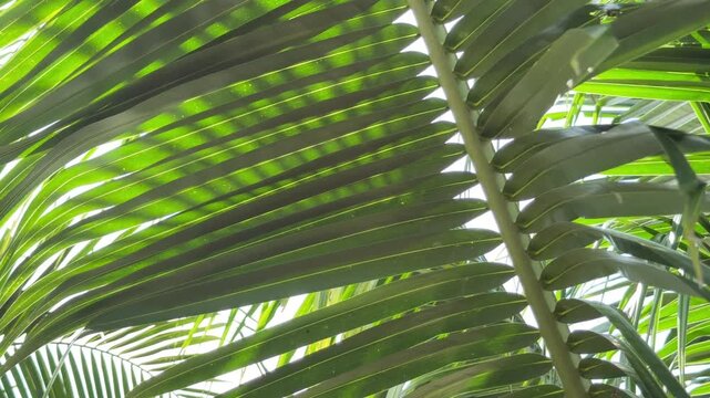 Long palm fronds extend outward from a tree crown forming layered green patterns typical for exotic vegetation zones across warm climate coastal landscapes. Tropical landscape.