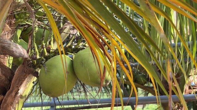 A coconut cluster hangs beneath arching fronds within plantation vegetation typical for tropical regions across cultivated agricultural landscapes. Natural food source.