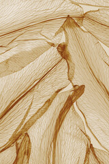 Obraz premium Flower petals abstract texture, minimal aesthetic botanical design, delicate organic structure, beauty nature macro trend. Flowery botanical backdrop for eco and organic branding, natural visuals.