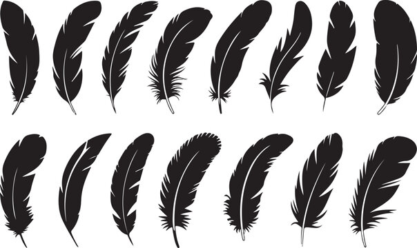Feathers of birds