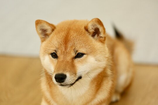 柴犬