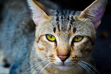 portrait of a cat © Aisyaturridlo