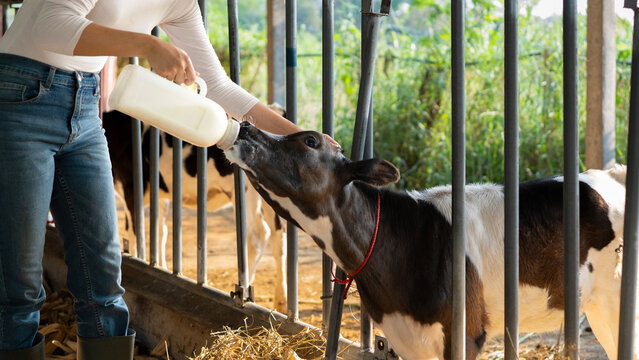 young female farmer is feeding from the bottle with dummy an ecologically grown newborn calf used for biological milk products industry in a cowshed stable of countryside dairy farm.