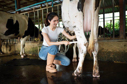 Vet doctor milking of cow for test on mastitis and technical milked for analysis pregnancy or antibiotic