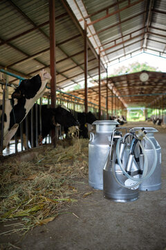 farm with cow milking facility and mechanized milking equipment in a modern farm, cows milking machine. An automated milking in the cow farm