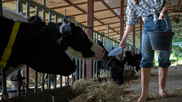 Young Asian woman farmer working feeding cow in dairy farm, New generation agricultural farmer working in smart farm, Livestock and farm industry lifestyle.