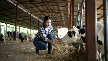 Young Asian woman farmer working with hay for feeding cow in dairy farm, New generation agricultural farmer working in smart farm, Livestock and farm industry lifestyle. © Stella 16