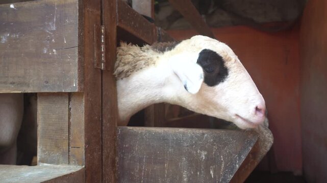 A sheep with white wool and a black patch around one eye peeking through a wooden pen.