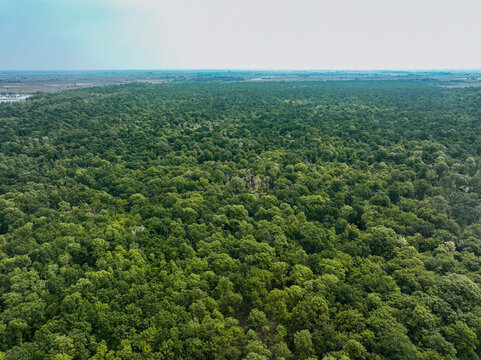 Aerial view of the dense green forest canopy of Parco Naturale del Bosco delle Sorti della Partecipanza under a clear sky in Trino, Piemonte, Italy.