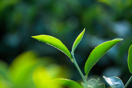Green tea tree in farm. fresh Green tea tree Flower leaves in eco herbal farm. Drinking organic relax heath plant. Green tea tree leaves field Fresh young tender bud herbal in farm on summer