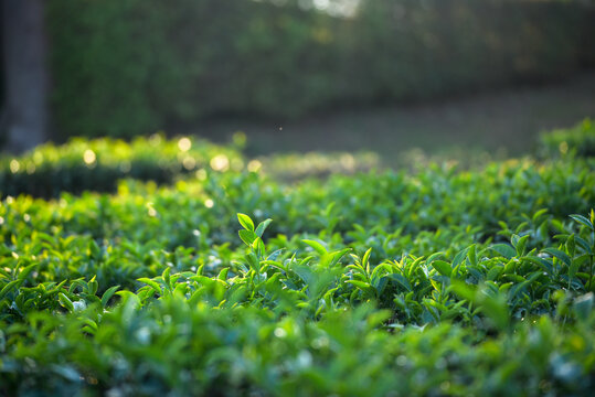 Close up Tree tea plant green nature in morning. Drinking organic relax heath plant. Tree tea plantations in morning sun light. Green tea tree farm. Fresh plantations mountain green landscape