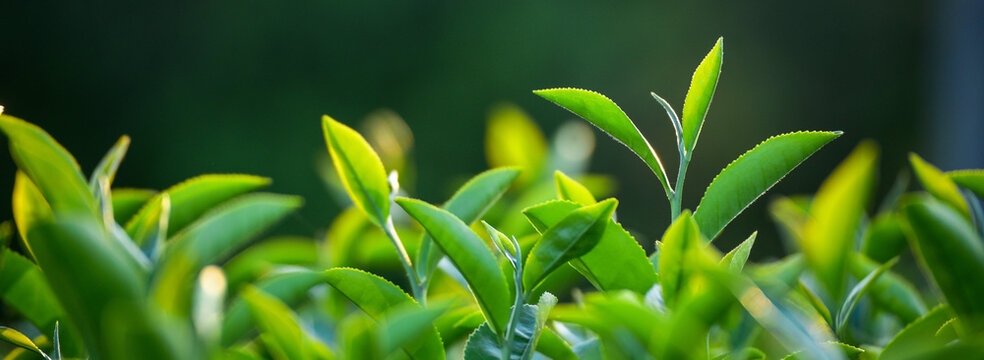 Banner Green tea tree field sunlight garden agriculture. Panorama Fresh young tender bud herbal farm in morning. Banner Green tea tree leaves camellia sinensis herb with copy space