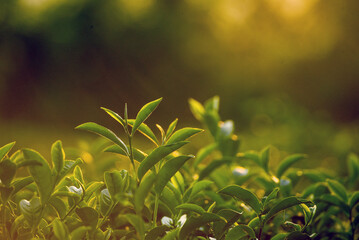 Naklejka premium Sunlight Green tea tree leaves field Fresh young tender bud herbal in farm on summer morning landscape. Green tea tree plant camellia sinensis in organic farm background. Black tea terrace field