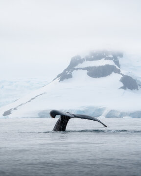 View of a humpback whale fluke diving into the cold ocean waters with snow-capped mountains and glaciers in Antarctica.
