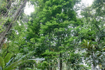 Fototapeta premium Scenic view of nature with vibrant green plants and trees. Forest area with lush trees, plants, and peaceful surroundings. Green natural forest offering tranquility and fresh air