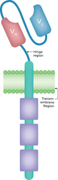 T cell releasing antitumor signals to a tumor cell