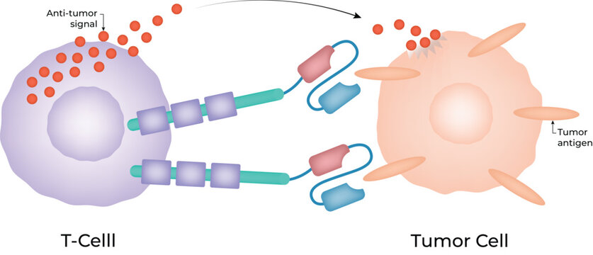 Chimeric Antigen Receptor CAR T cell structure diagram