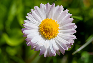 Detailed Macro Photography of a White Daisy Blossom with Subtle Lavender Tips and a Glowing Yellow Pollen Centre in a Green Spring Garden. Elegant Bellis Perennis Wildflower Captured in Sunlight © Aimur