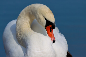 White  swan sleeping © AnneMarie