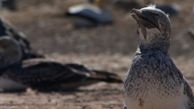 Young australasian gannet chick looking around at Cape Kidnappers colony in New Zealand