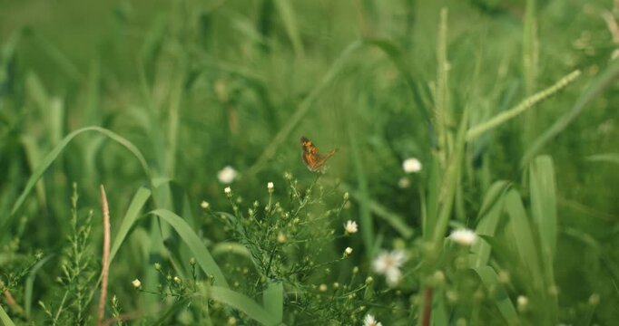 A butterfly flutters gently among tall grass and blooming wildflowers. The scene captures the quiet magic of a summer meadow.